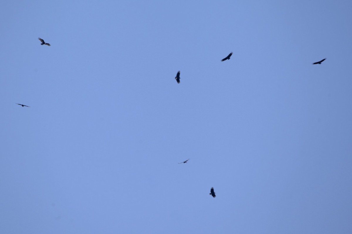 Black Vulture - ML176786591