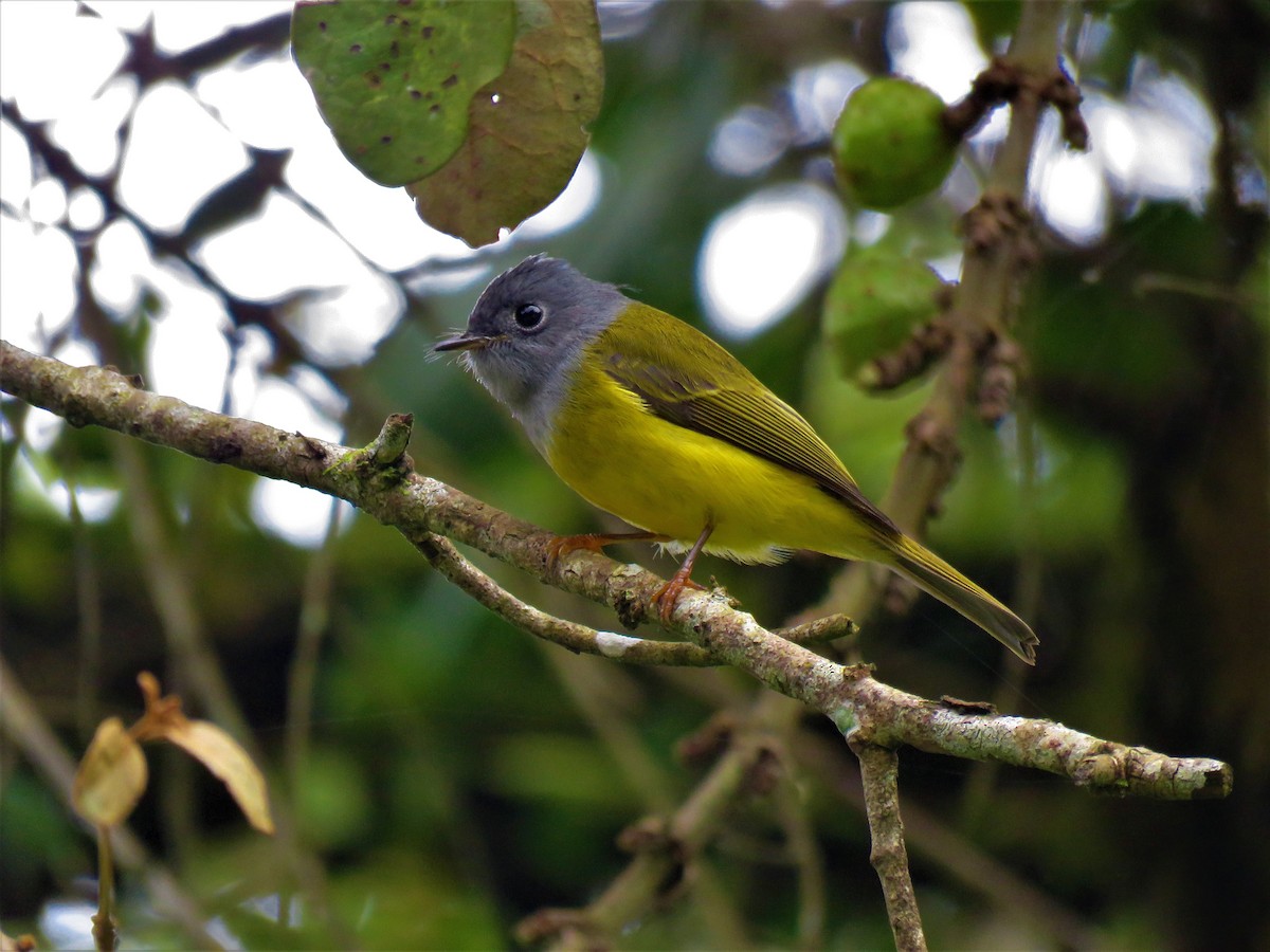Gray-headed Canary-Flycatcher - Selvaganesh K