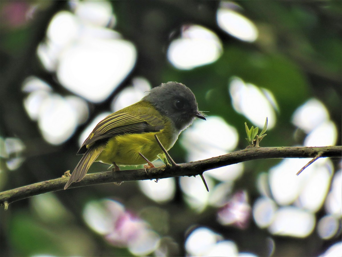 Gray-headed Canary-Flycatcher - ML176786781