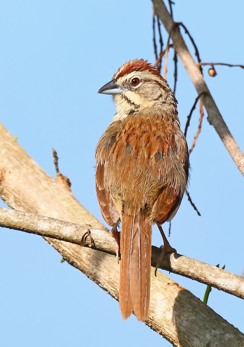Rusty Sparrow - ML176786851