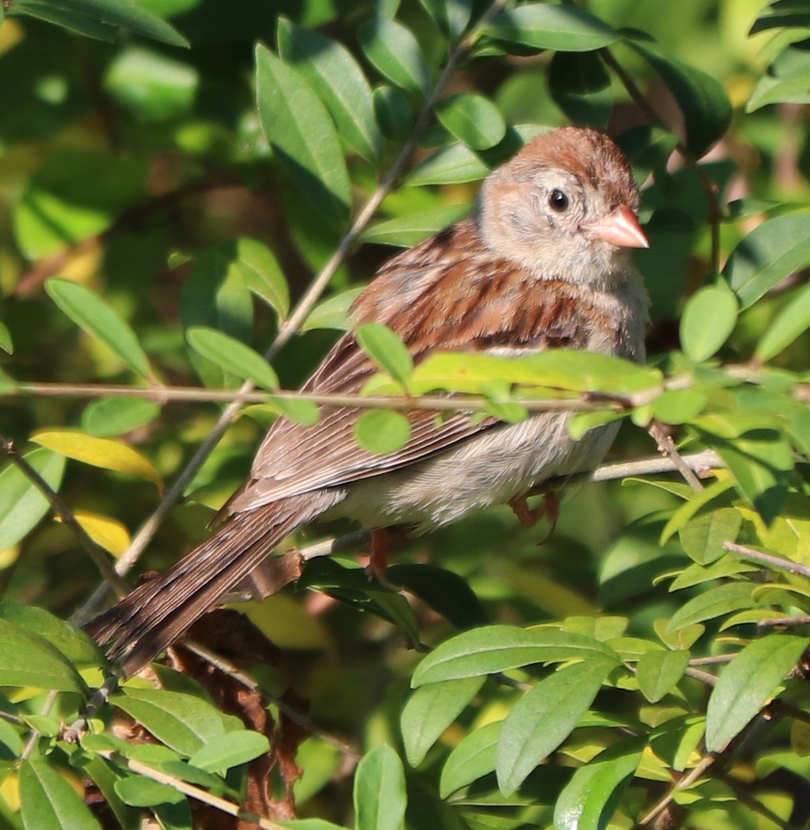 Field Sparrow - ML176791281