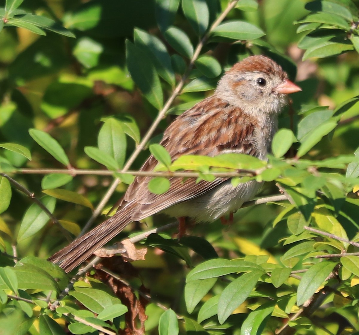 Field Sparrow - ML176791311