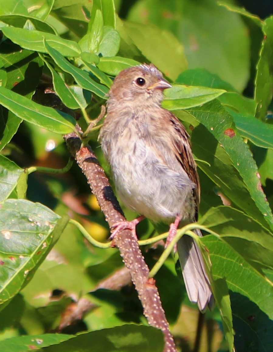 Field Sparrow - ML176791331
