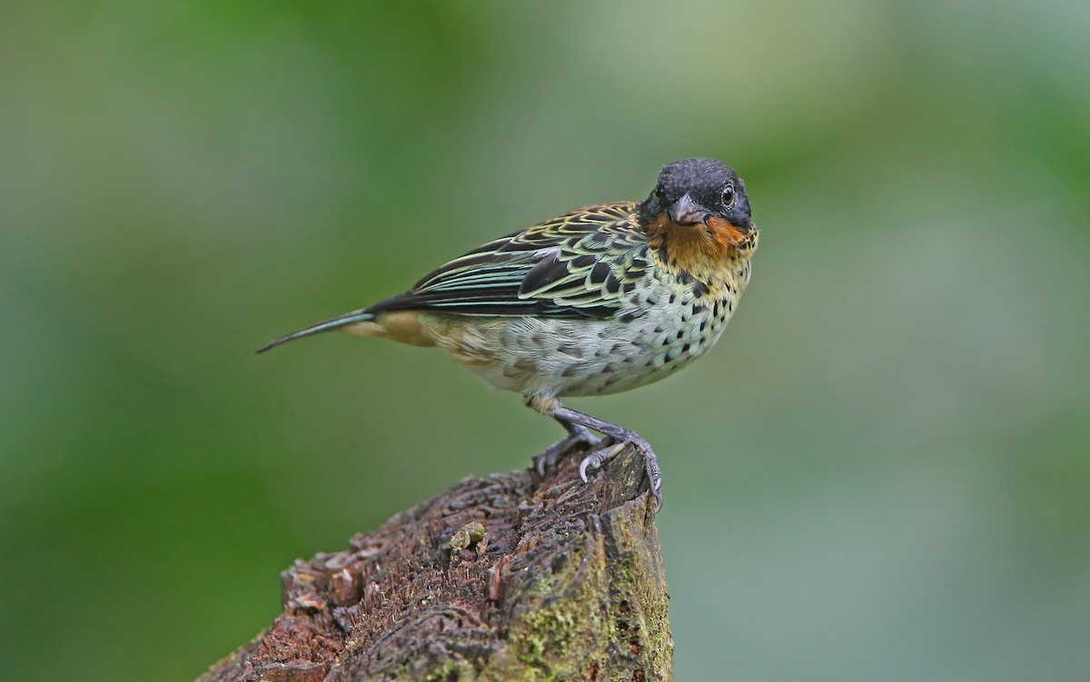 Rufous-throated Tanager - ML176797771