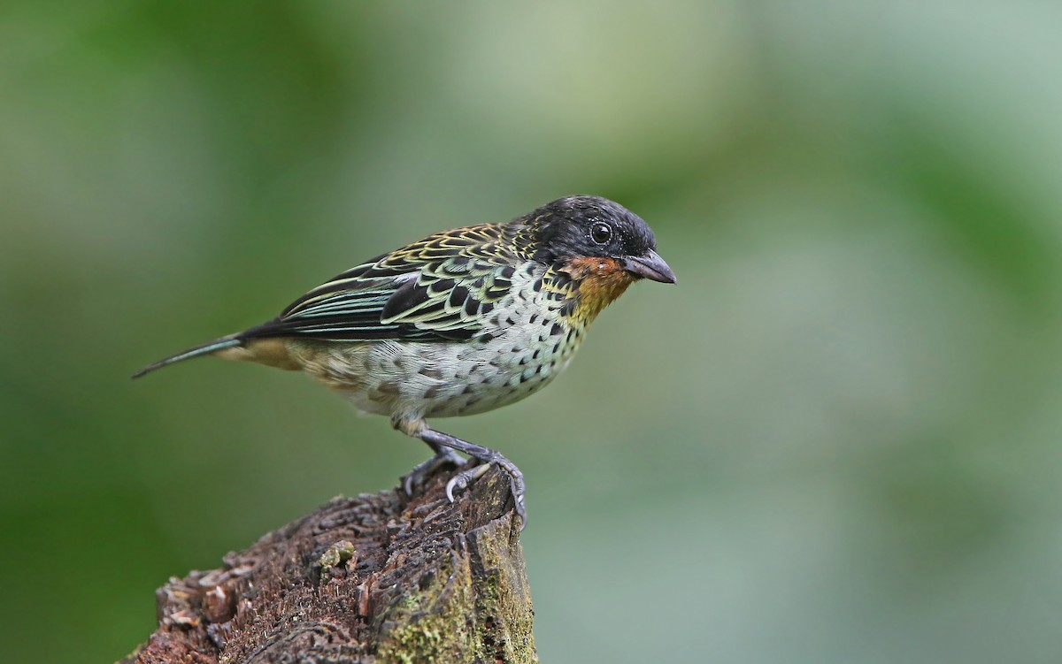 Rufous-throated Tanager - ML176797821