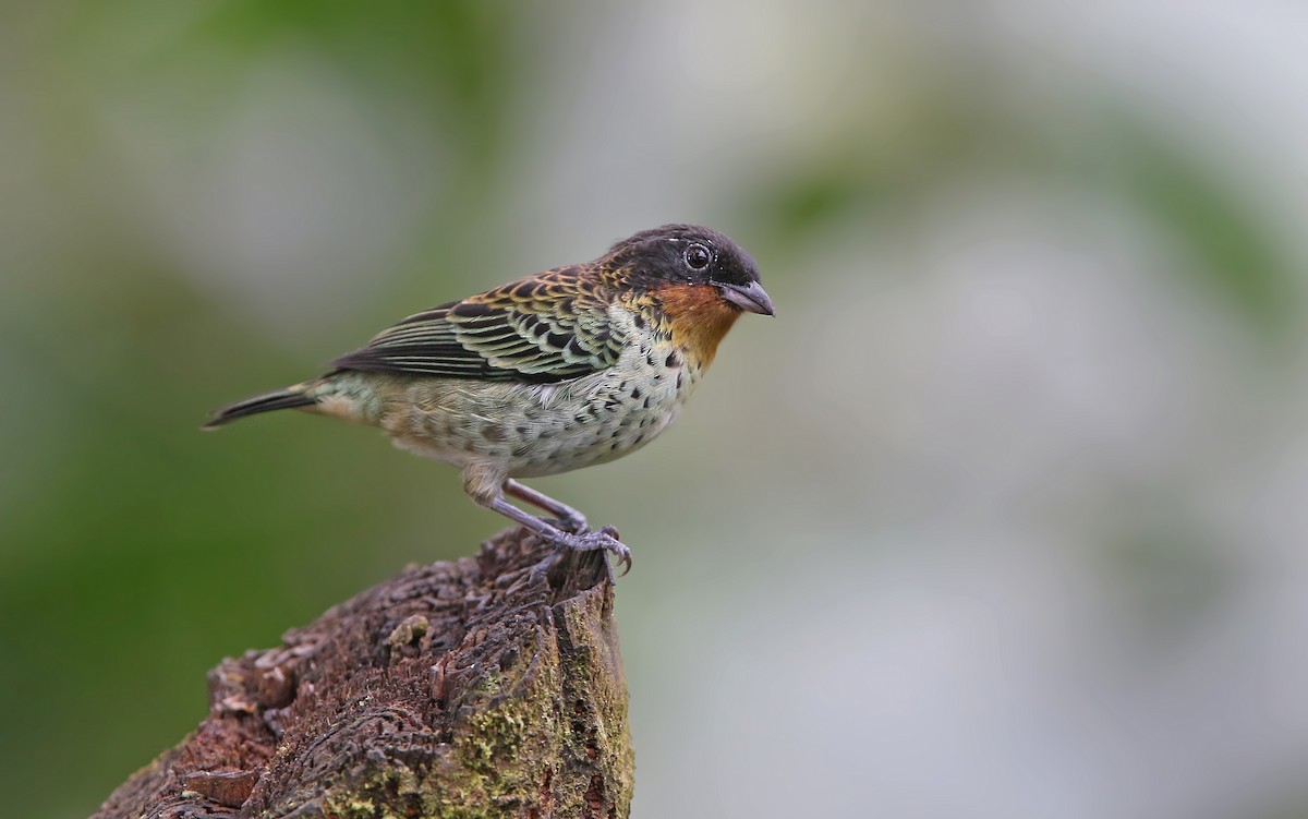 Rufous-throated Tanager - ML176797871