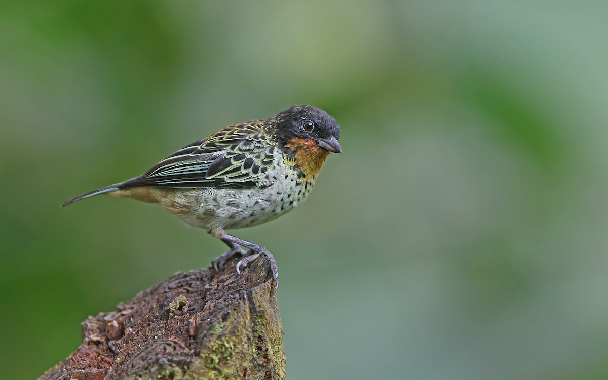 Rufous-throated Tanager - ML176797881