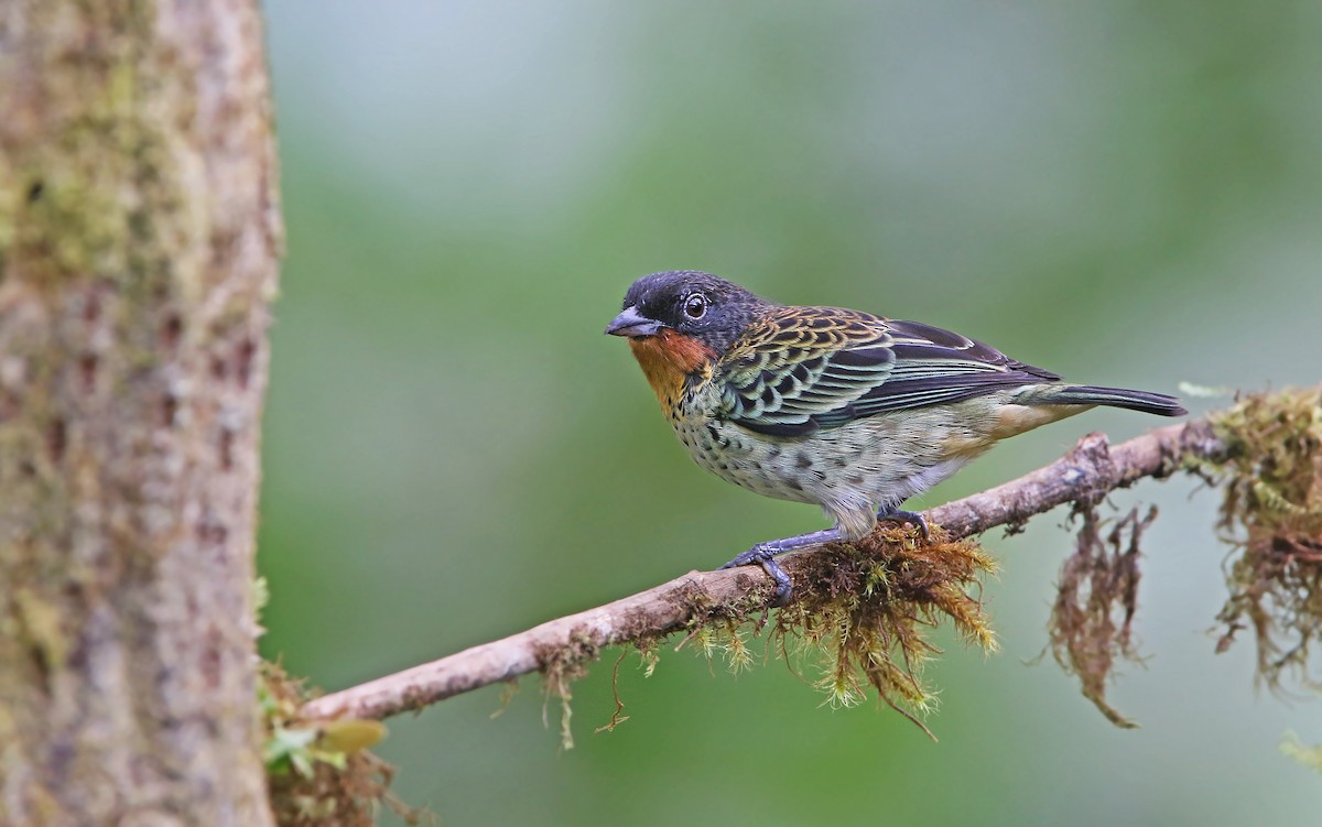 Rufous-throated Tanager - ML176797901