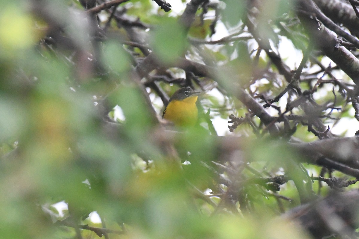 Yellow-breasted Chat - ML176798191