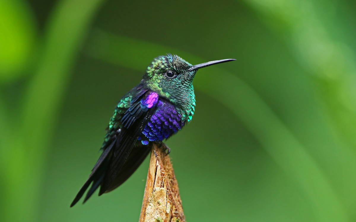 kolibřík vidloocasý - ML176798991