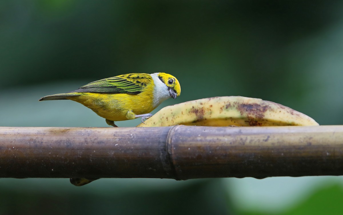 Silver-throated Tanager - Christoph Moning