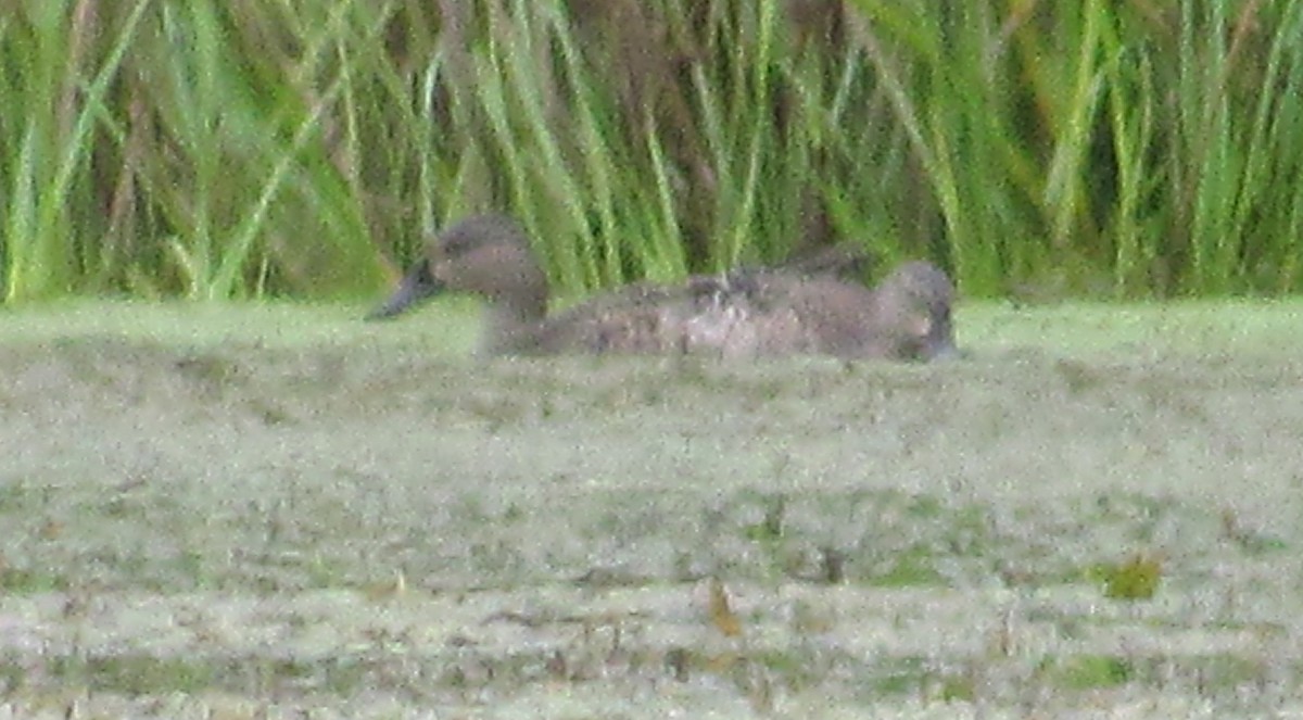 Blue-winged Teal - ML176800511