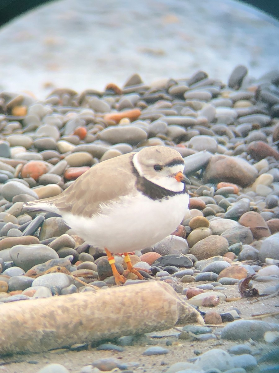 Piping Plover - ML176800681
