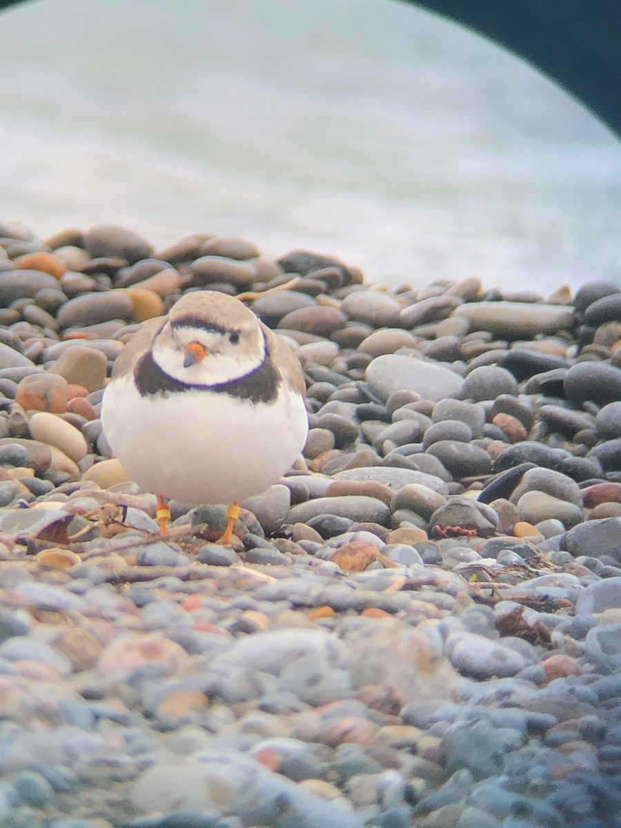 Piping Plover - ML176800691