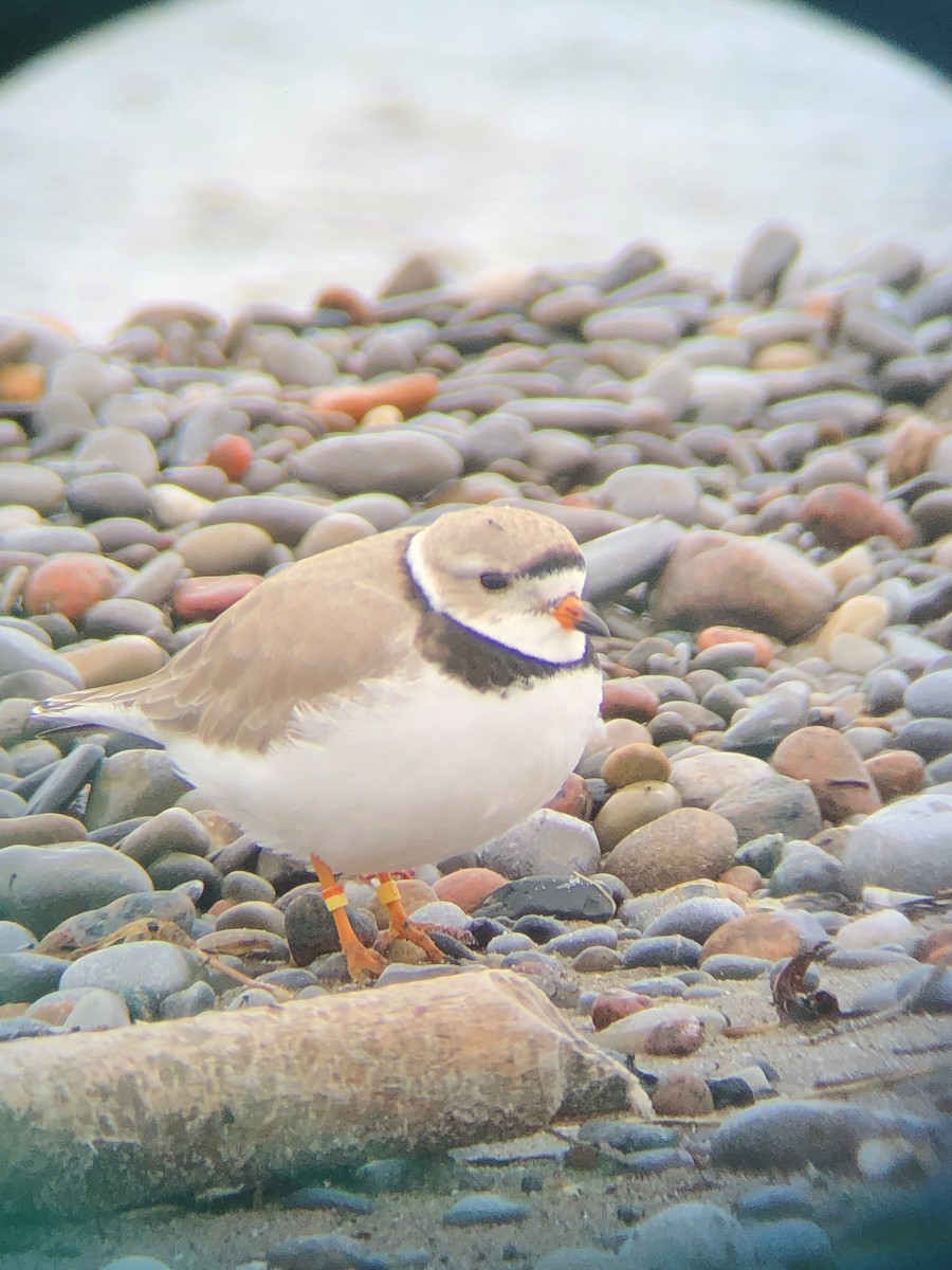 Piping Plover - ML176800701