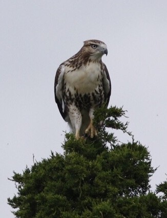 Red-tailed Hawk - ML176801351