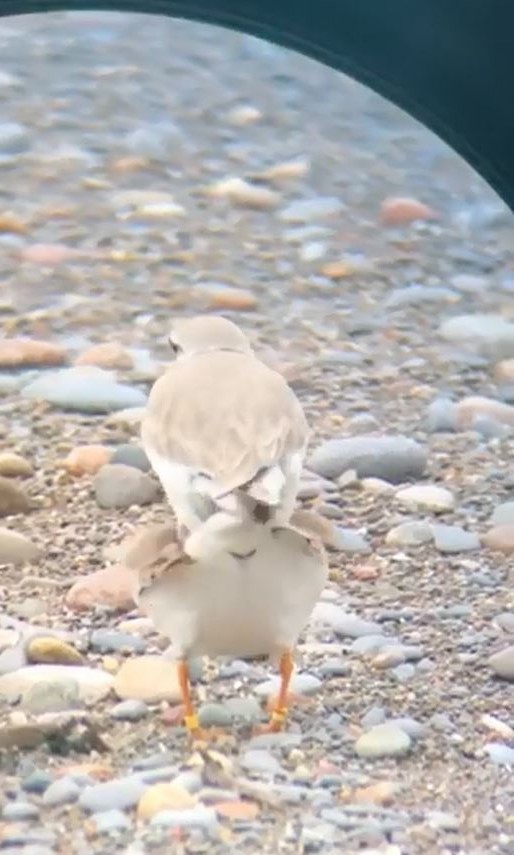 Piping Plover - ML176802211