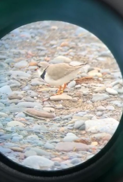 Piping Plover - ML176802221
