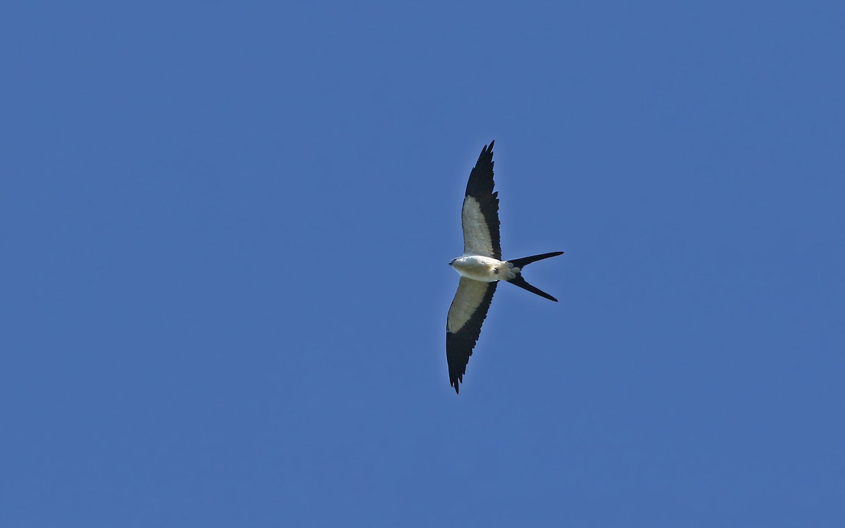 Swallow-tailed Kite - Christoph Moning
