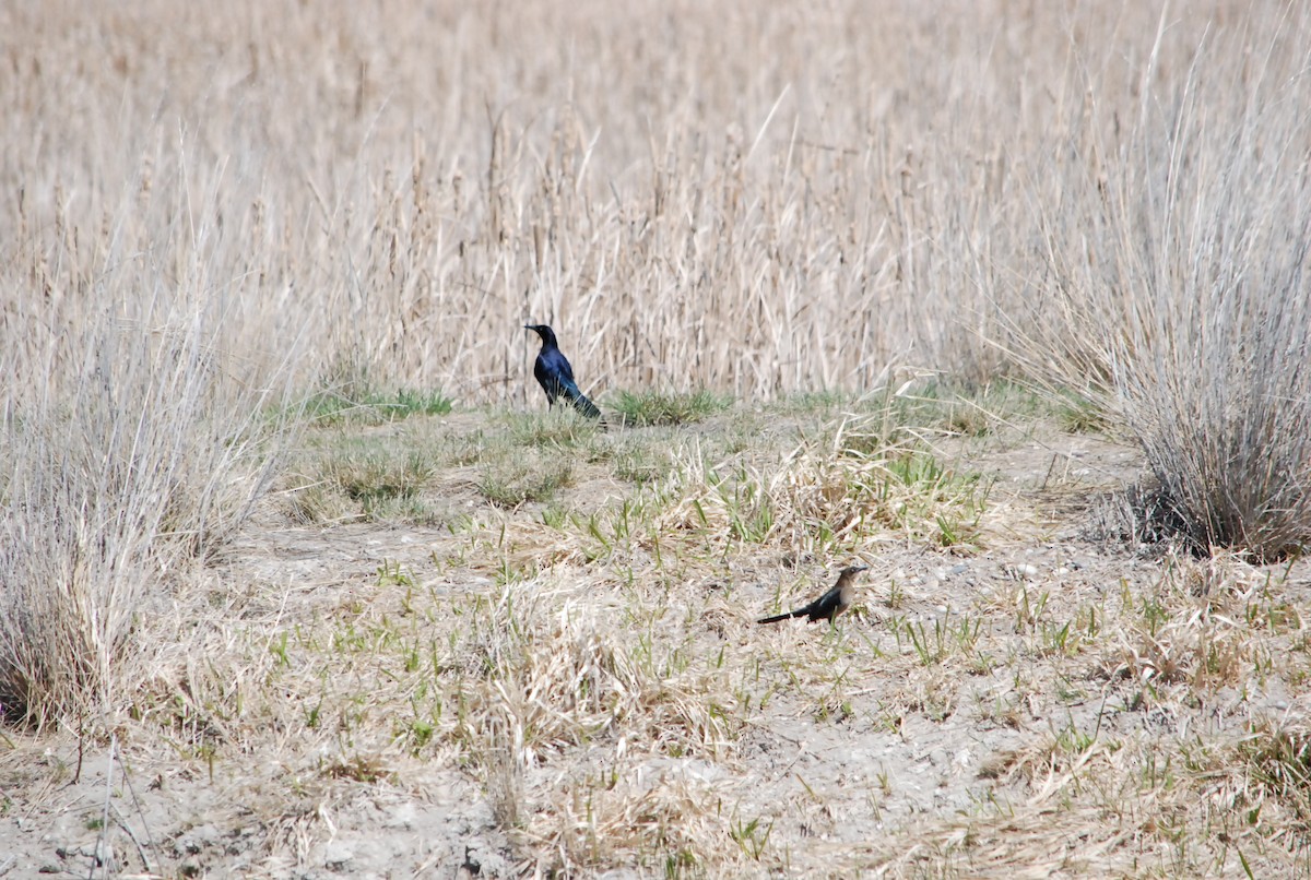 Great-tailed Grackle - ML176806841