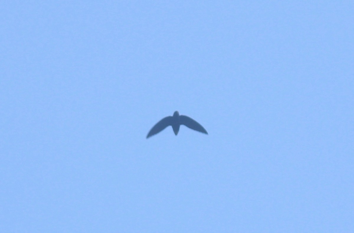 Short-tailed Swift - Andre Moncrieff