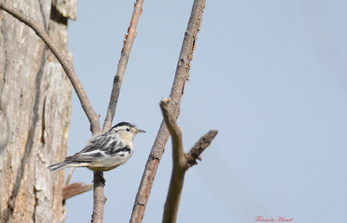 Black-and-white Warbler - ML176812481