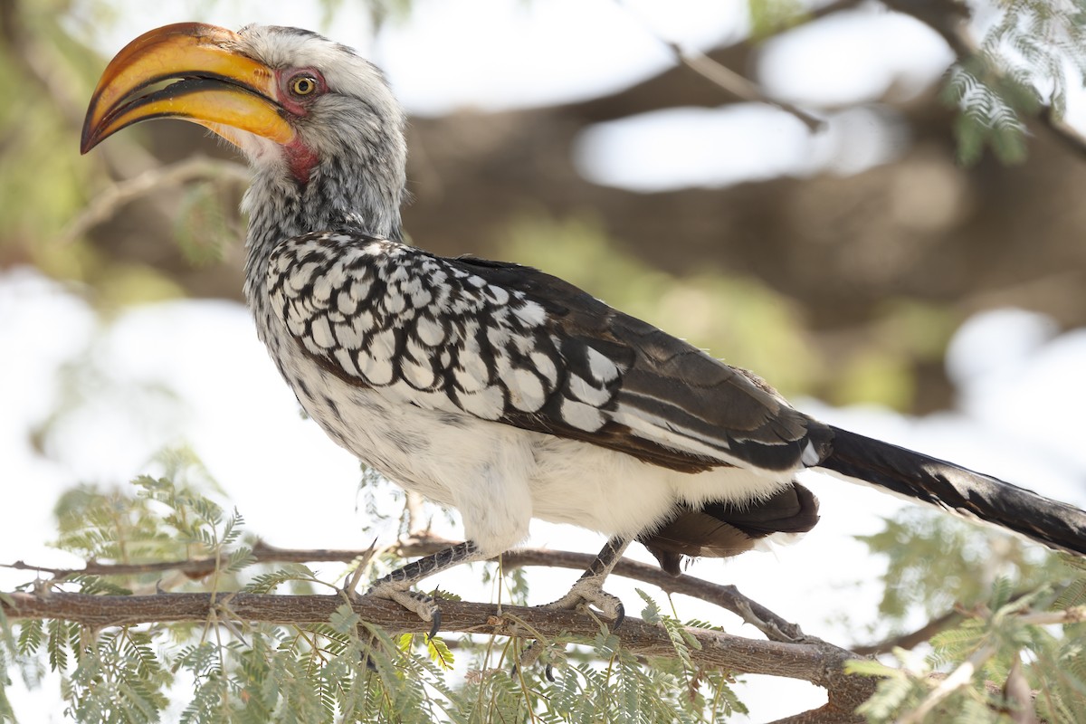 Southern Yellow-billed Hornbill - Peter Hawrylyshyn