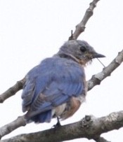 Eastern Bluebird - Jim Grieshaber
