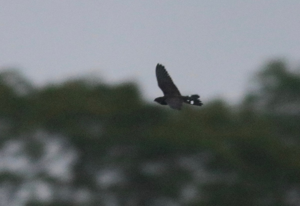 Band-tailed Nighthawk - Andre Moncrieff