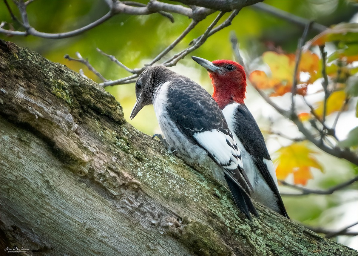 Red-headed Woodpecker - James Johnston