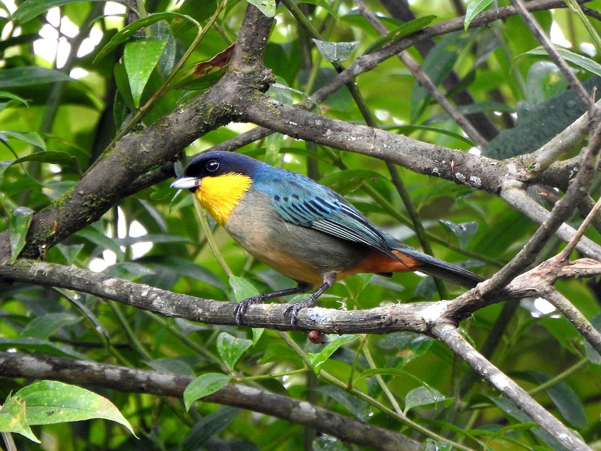 Yellow-throated Tanager - ML176830371