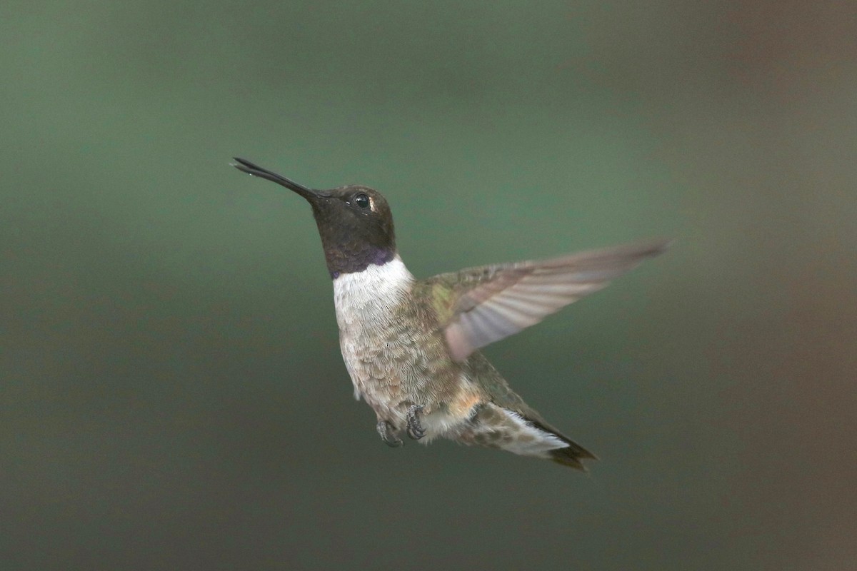 Black-chinned Hummingbird - Tom McIntosh