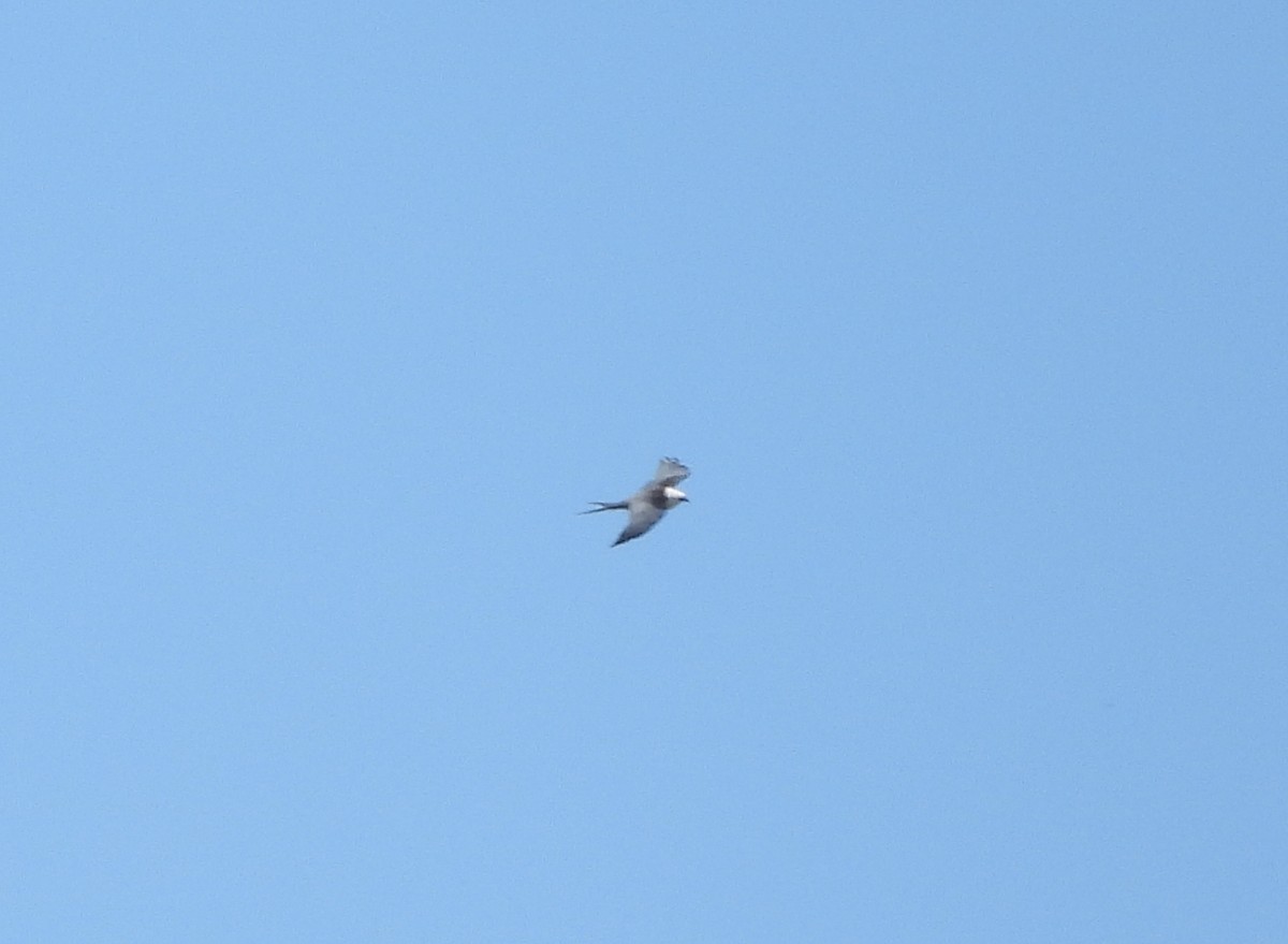Swallow-tailed Kite - ML176830711