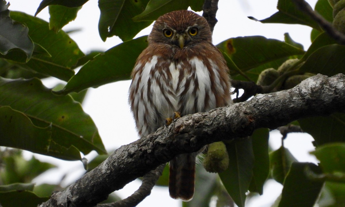 Ferruginous Pygmy-Owl - grete pasch