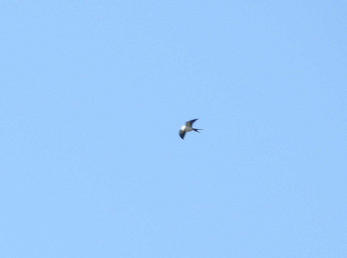 Swallow-tailed Kite - Francois Bourret