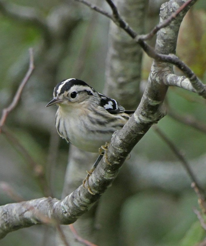 Black-and-white Warbler - ML176832071