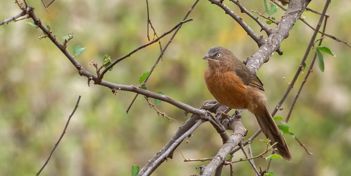 Rufous Chatterer - Forest Jarvis