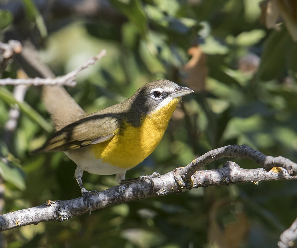 Yellow-breasted Chat - Gary Woods
