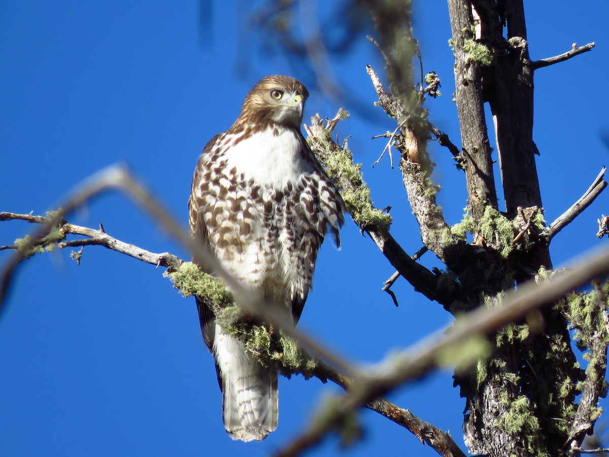 Red-tailed Hawk - ML176833391