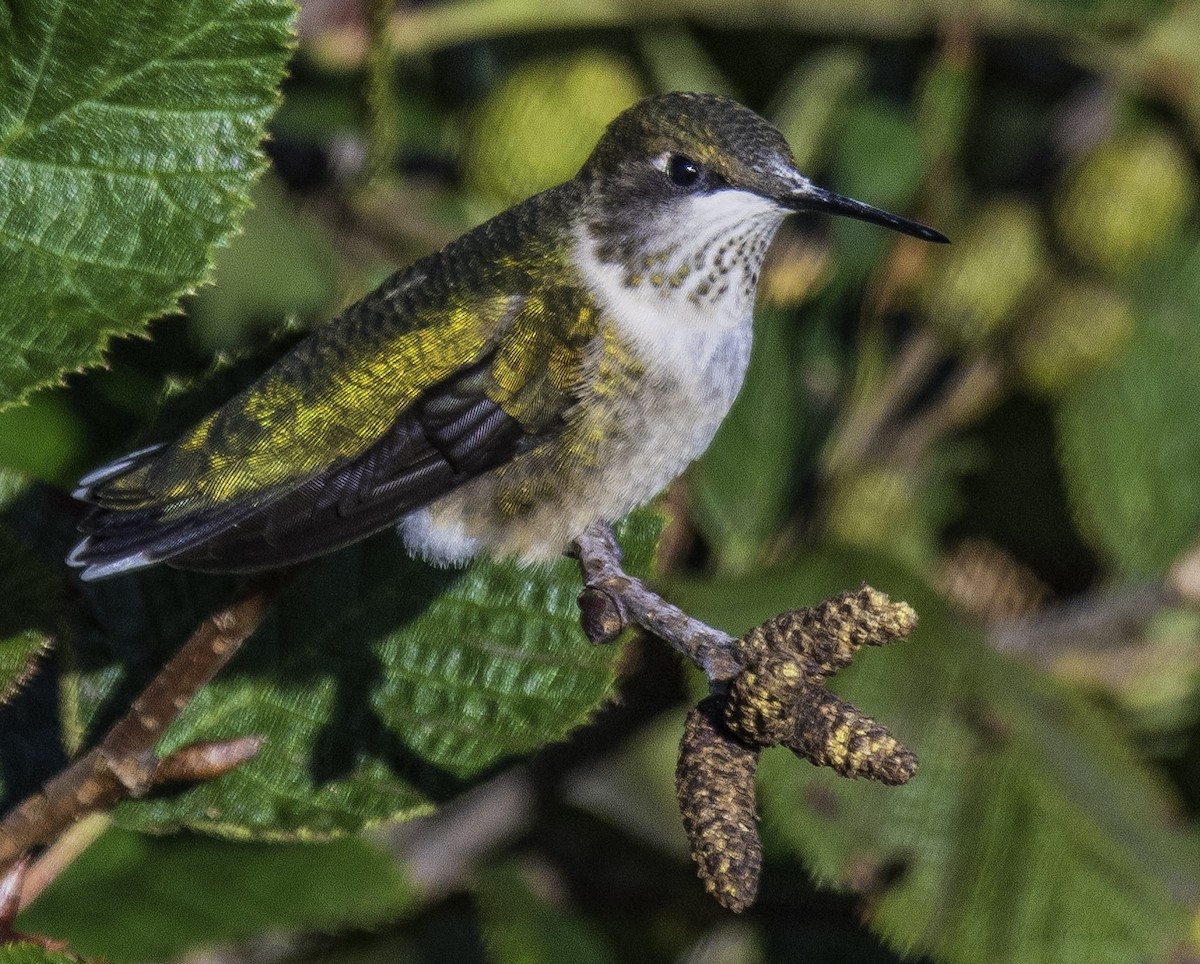 Ruby-throated Hummingbird - ML176834741
