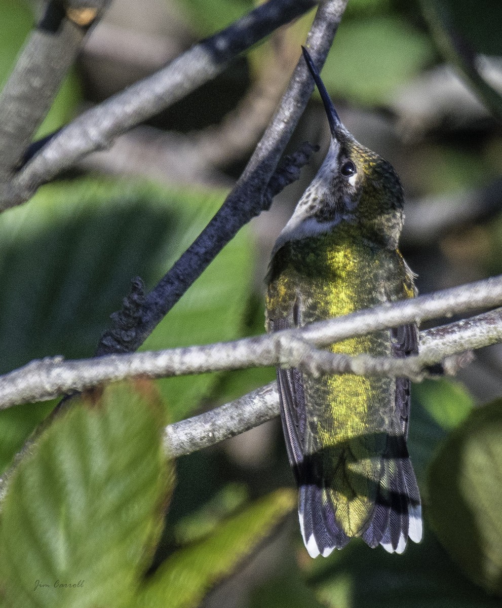Ruby-throated Hummingbird - ML176834761