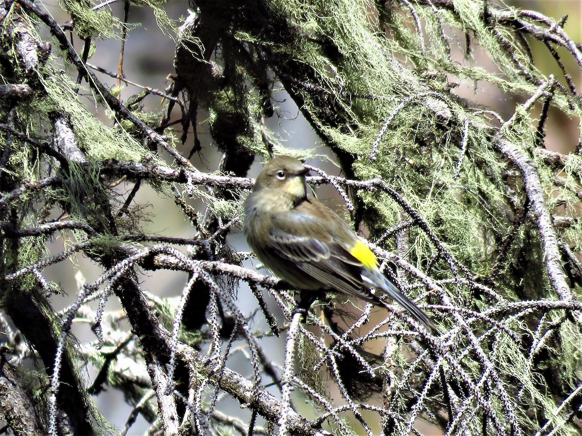 Yellow-rumped Warbler (Audubon's) - ML176836021