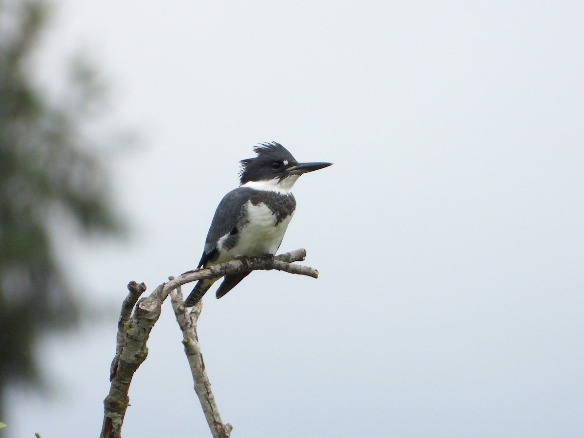 Belted Kingfisher - Farshad Pourmalek