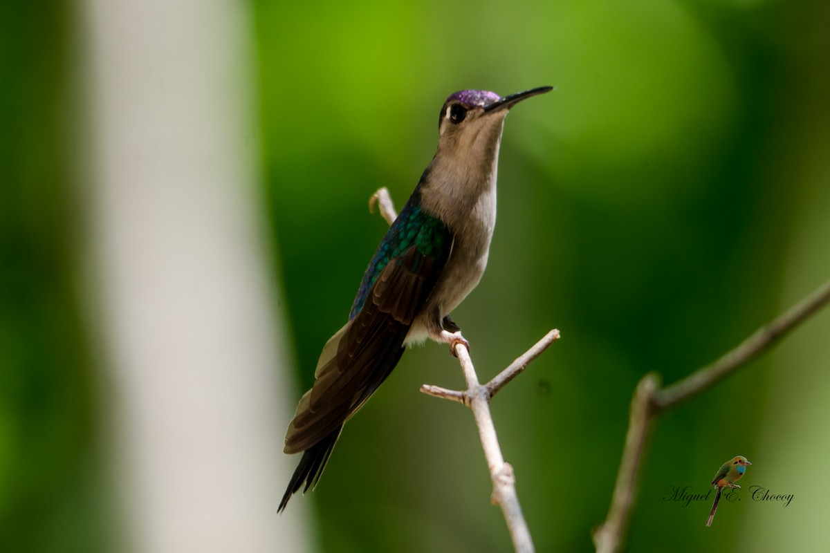kolibřík klínoocasý - ML176839401