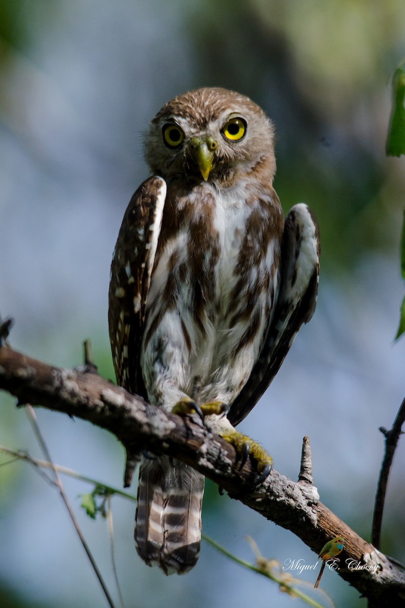 Ferruginous Pygmy-Owl - Evaristo Chocoy