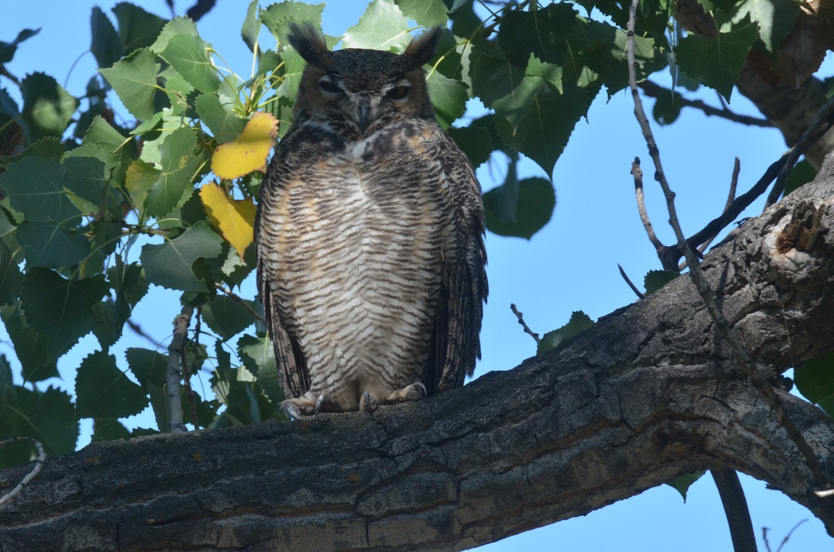 Great Horned Owl - ML176840801