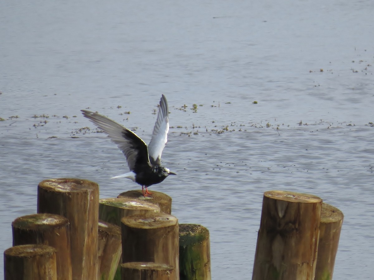 White-winged Tern - ML176846971