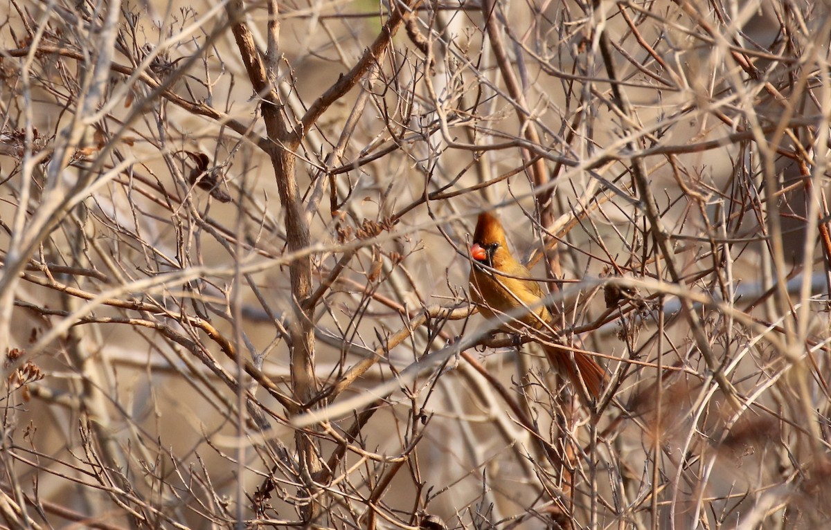 Northern Cardinal (Long-crested) - ML176849871