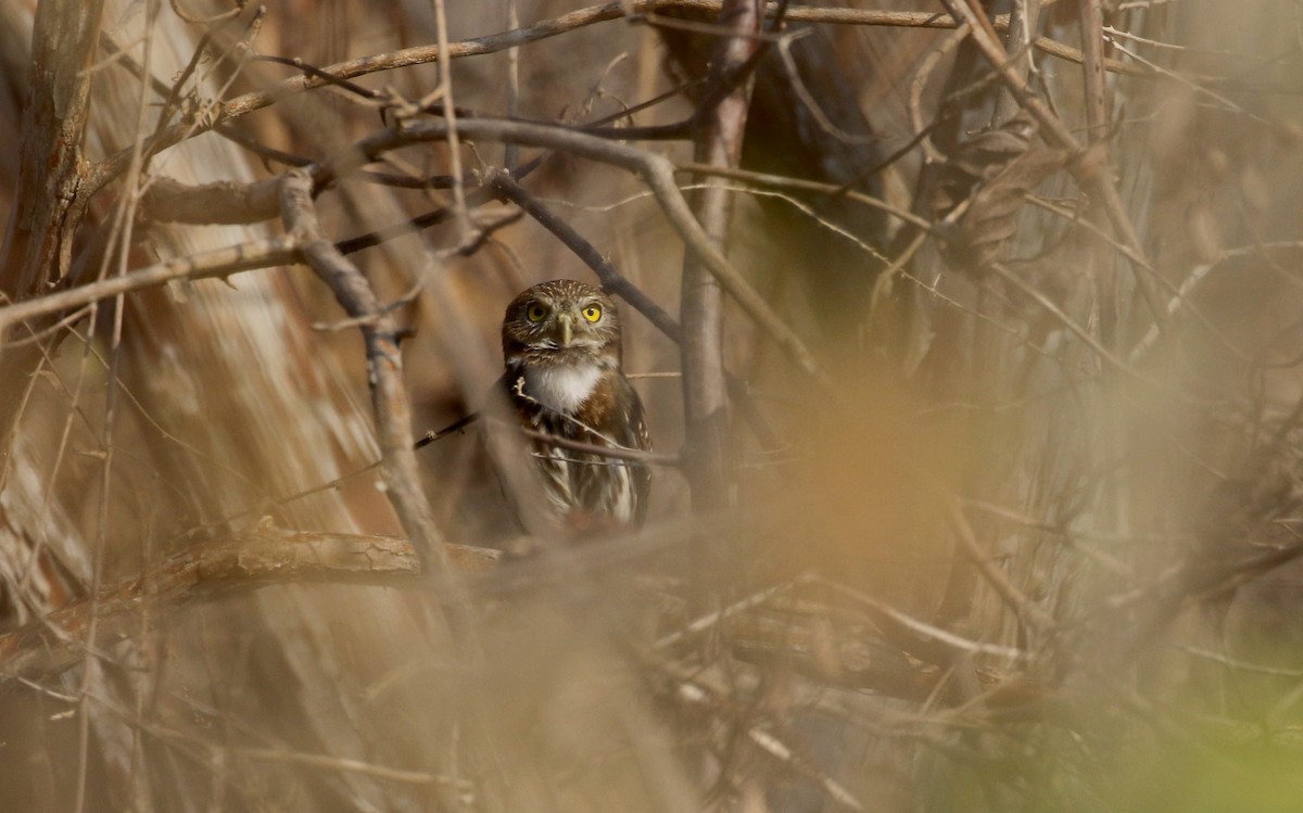 Ferruginous Pygmy-Owl (Ferruginous) - ML176850201