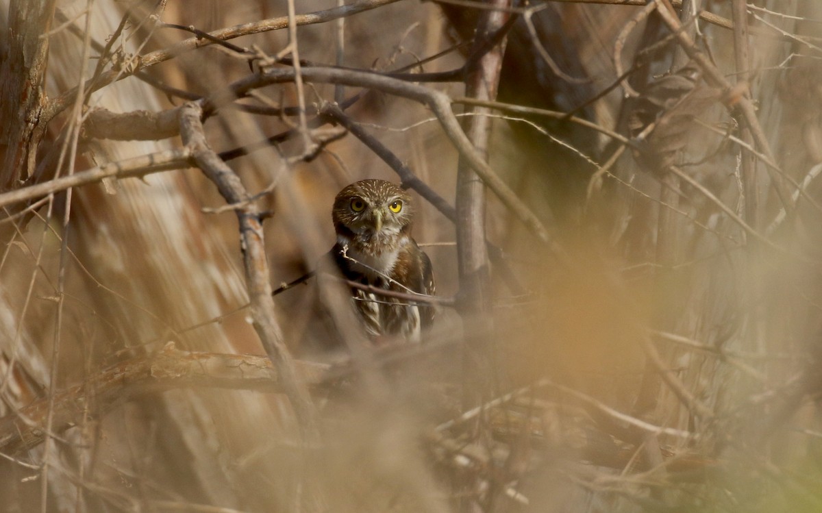 Ferruginous Pygmy-Owl (Ferruginous) - ML176850211